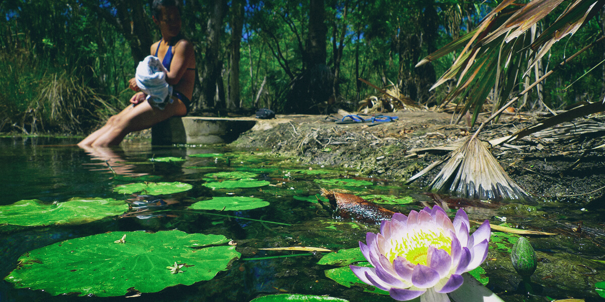 A lotus flower blooms at Bitter Springs, Mataranka, Australia
