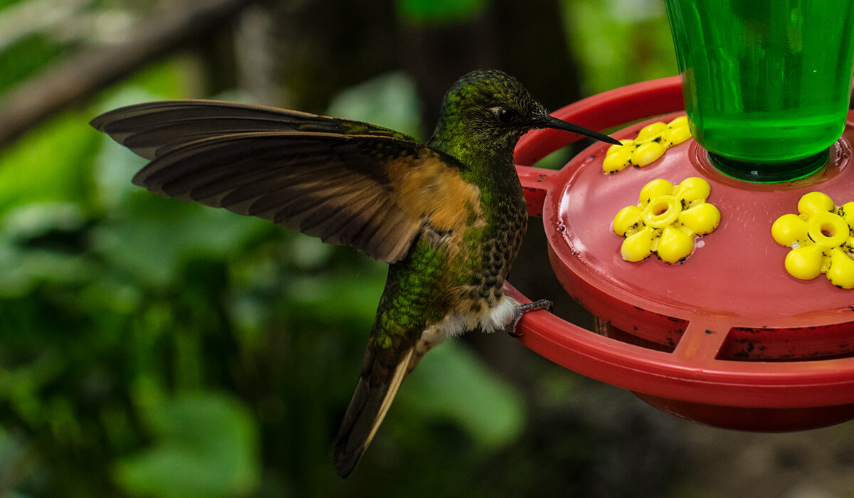 A hummingbird has a drink at the sanctuary in the Cocora Valley