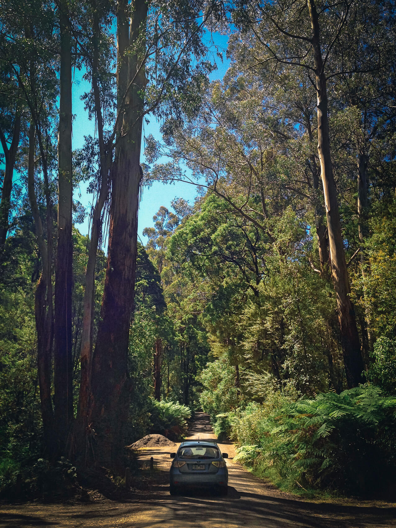 Travelling together down the road of life (Otways National Park, Victoria, Australia)